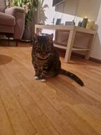 Adoptie adres gezocht voor 2 katten, Kater, Gechipt, 6 jaar of ouder