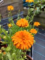 Goudsbloem zaden (calendula) uit biologische tuin, Tuin en Terras, Ophalen of Verzenden, Volle zon