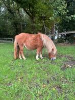 Shetland merrie/shetlander/ nsps/ shetlandpony VERKOCHT, Dieren en Toebehoren, Paarden en Pony's | Dekhengsten en Fokmerries, Merrie