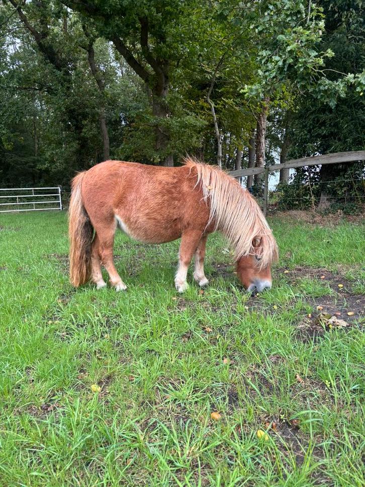 Shetland merrie/shetlander/ nsps/ shetlandpony VERKOCHT, Dieren en Toebehoren, Paarden en Pony's | Dekhengsten en Fokmerries, Merrie