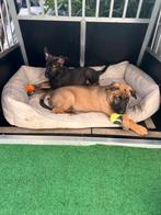 Mechelse herder pups, Dieren en Toebehoren, CDV (hondenziekte), 8 tot 15 weken, Meerdere, Meerdere dieren