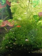 Aquarium slakken blauw, Dieren en Toebehoren, Slak of Weekdier