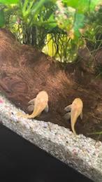 Jonge albino ancistrus algeneter, Dieren en Toebehoren, Vis