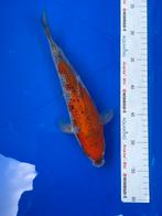 Goshiki, Dieren en Toebehoren, Vissen | Vijvervissen, Karper of Koi
