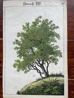 litho Strauch Pfl 1890 Duits, Antiek en Kunst, Kunst | Litho's en Zeefdrukken, Ophalen of Verzenden