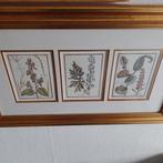 3 botanische prentje ingelijst, italiaans, Ophalen of Verzenden