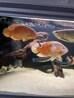 Koppel albino pauwoog/oscar cichlide, Dieren en Toebehoren, Vis, Zoetwatervis, Schoolvis