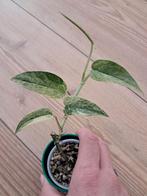 epipremnum pinnatum aurea, Ophalen of Verzenden, Overige soorten, Minder dan 100 cm