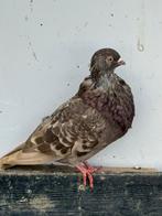 Haagse tilduif /lokduif, Meerdere dieren