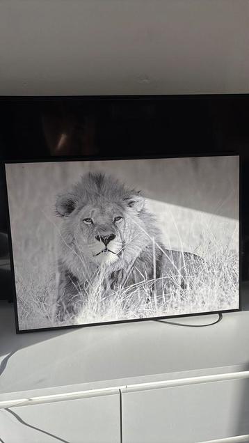 Schilderij leeuw beschikbaar voor biedingen