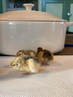 Japanse kwartel kuikens (kleurzuiver), Meerdere dieren