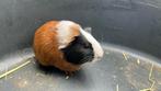 Cavia beertje 24 juni geboren, Dieren en Toebehoren, Knaagdieren, Juni, Mannelijk, Cavia
