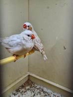2 koppels isabel zebravinken, Dieren en Toebehoren, Meerdere dieren, Tropenvogel
