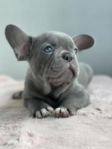 French bulldog blue  beschikbaar voor biedingen