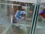 Betta splendens super delta kempvis man, Vis, Zoetwatervis