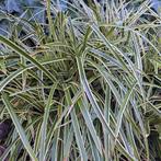 Gratis Carex, Ophalen, Siergrassen, Halfschaduw