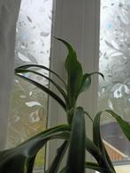 Dracaena Kamerplant, Ophalen, Overige soorten, Halfschaduw, In pot
