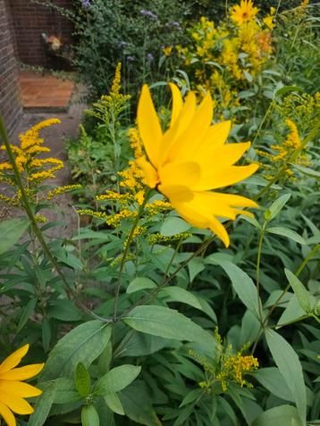 gele zonnebloem beschikbaar voor biedingen