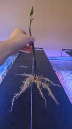 Mangroven planten in prijs verlaagd meerdere aanwezig, Dieren en Toebehoren, Vissen | Aquaria en Toebehoren, Ophalen, Zo goed als nieuw