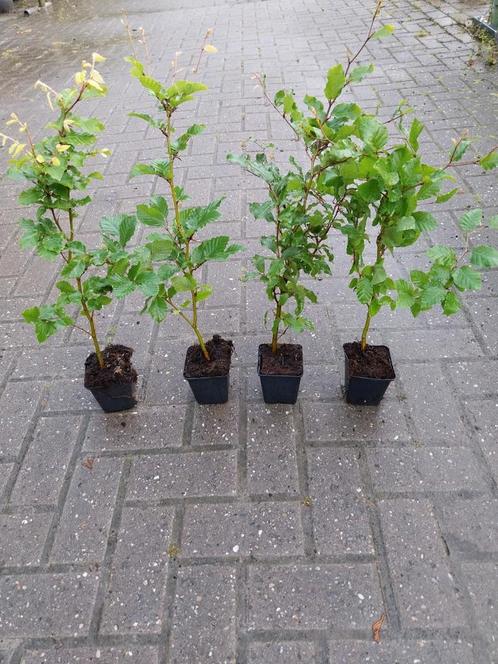 Beukenhaag 40-60 cm hoog, bladhoudend, Tuin en Terras, Planten | Struiken en Hagen, Beukenhaag, Minder dan 100 cm, Ophalen of Verzenden
