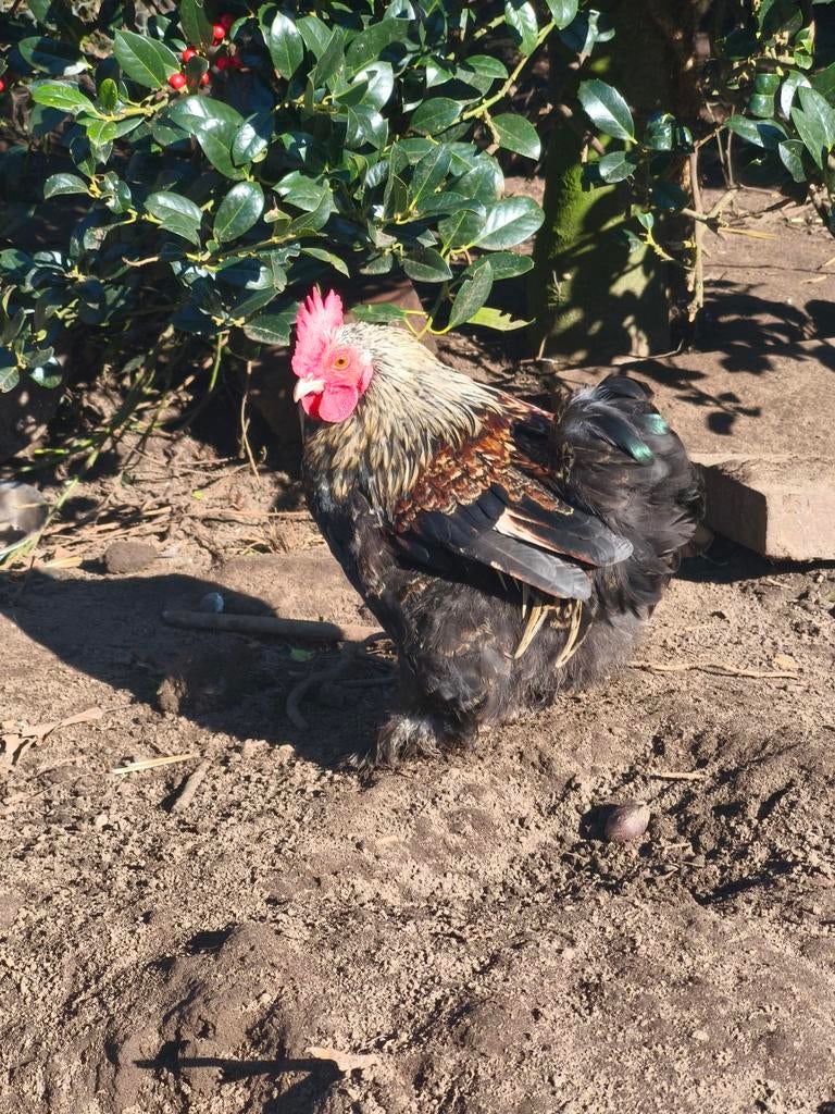 Cochin Krielhaan te koop, Dieren en Toebehoren, Pluimvee, Mannelijk, Kip