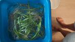 Gratis Vallisneria gigantea (reuzen vallisneria), Dieren en Toebehoren, Vissen | Aquaria en Toebehoren, Ophalen, Nieuw, Plant(en), Steen of Hout