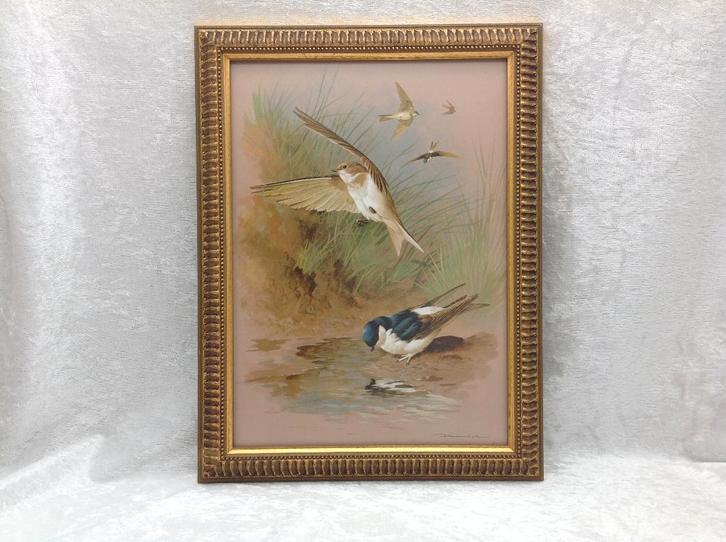 Huiszwaluwen in goudkleurige lijst, Huis en Inrichting, Woonaccessoires | Lijsten, Gebruikt, Minder dan 50 cm, Minder dan 50 cm