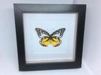 vlinder  Prioneris Thestylis, Verzamelen, Dierenverzamelingen, Ophalen of Verzenden, Nieuw, Insect, Opgezet dier