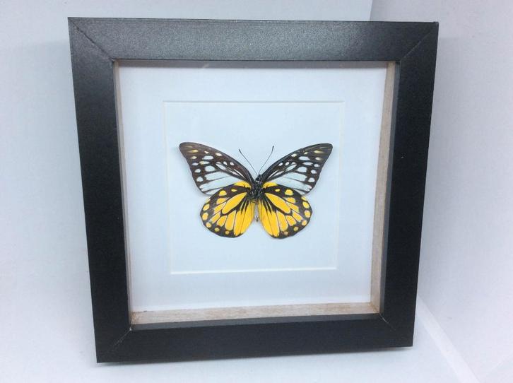 vlinder  Prioneris Thestylis, Verzamelen, Dierenverzamelingen, Nieuw, Opgezet dier, Insect, Ophalen of Verzenden