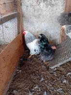 Wyandotte Colombia krielhaan haantje zwart-wit, Dieren en Toebehoren, Pluimvee, Mannelijk, Kip