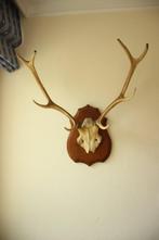 Taxidermie gewei hert 8-ender, Ophalen, Gebruikt, Hert, Gewei of Kop