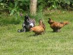 Sabelpootjes 8 weken zoeken, Meerdere dieren, Kip