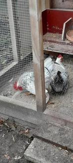 Prachtige chabo haantjes, Dieren en Toebehoren, Ophalen of Verzenden, Kippenhok of Kippenren