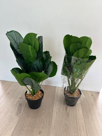 Kunstplanten Calathea beschikbaar voor biedingen