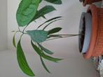 Avocado plant, Ophalen, Minder dan 100 cm, Groenteplant, Volle zon