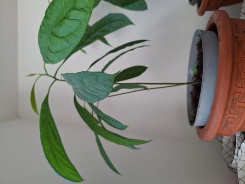 Avocado plant, Huis en Inrichting, Kamerplanten, Groenteplant, Minder dan 100 cm, Groene kamerplant, Volle zon, Ophalen