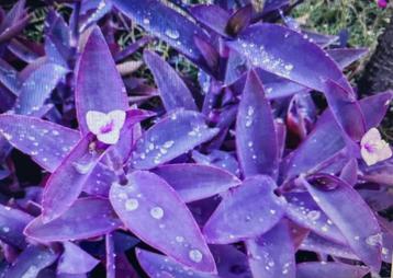 Bijzondere plant-Tradescantia Palida (Purple Heart) beschikbaar voor biedingen