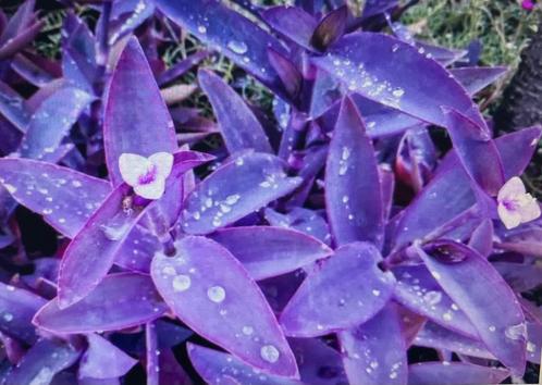 Bijzondere plant-Tradescantia Palida (Purple Heart), Tuin en Terras, Planten | Tuinplanten, Vaste plant, Overige soorten, Volle zon