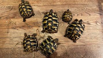 Griekse landschildpadden, 0-0-5, nakweek ‘23 en nog 1 24 beschikbaar voor biedingen