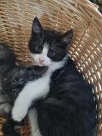 NOG 1 KITTEN kruising Maine coon/Europese korthaar, Dieren en Toebehoren, Kater, 0 tot 2 jaar