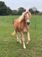 Haflinger merrie te koop, Dieren en Toebehoren, Pony's, Merrie, E pony (1.48m - 1.57m)
