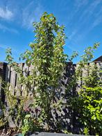 appelboom, Ophalen, Volle zon, Overige soorten