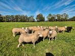 Zuivere noordhollander dekrammen. Gecertificeerd zwoegervrij, Dieren en Toebehoren, Mannelijk, Schaap