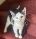 Kruising Sphynx kittens, Meerdere dieren, 0 tot 2 jaar