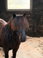 Shetlanders te koop, Dieren en Toebehoren, Minder dan 160 cm, Ruin, Zadelmak, Gechipt