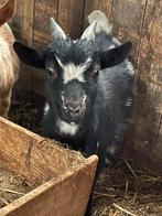 Mini dwerggeiten bokje zoekt een fantastische plek, Dieren en Toebehoren, Schapen, Geiten en Varkens, Mannelijk, Geit