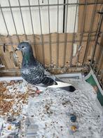 Jonge post duivin, Dieren en Toebehoren, Vogels | Duiven, Vrouwelijk, Postduif
