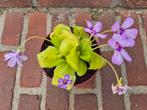 Pinguicula Vleesetende plant p12, Ophalen of Verzenden, Halfschaduw, Minder dan 100 cm