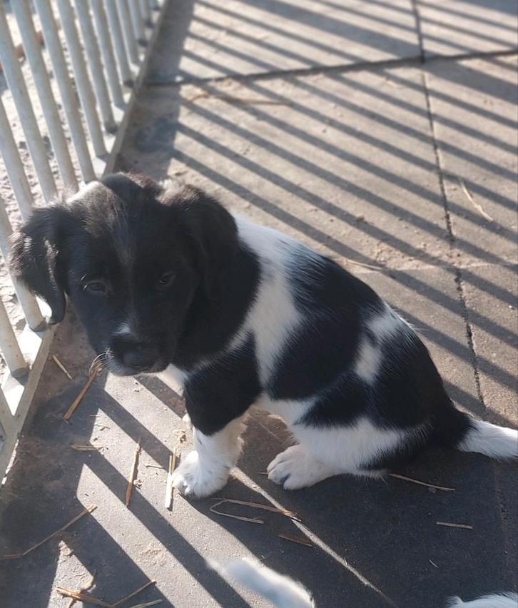 Friese stabij pup, Dieren en Toebehoren, Honden | Niet-rashonden, Middel, Reu, Particulier, Meerdere, Nederland, 8 tot 15 weken