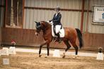 Te koop lieve recreatie Merrie, Dieren en Toebehoren, Paarden, Merrie, 160 tot 165 cm, 11 jaar of ouder